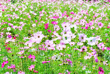Spring flower pink field / colorful cosmos blooming in the beautiful garden flowers