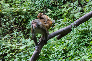 Mother macaque monkey carries a baby