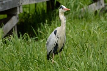 Fototapeta premium A heron on the waterside