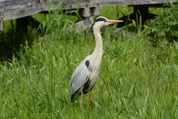 A heron on the waterside