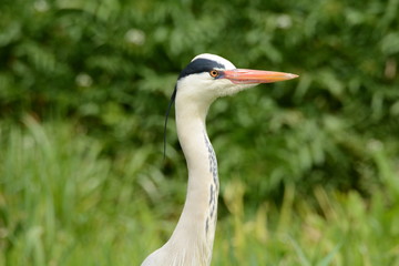 A heron on the waterside