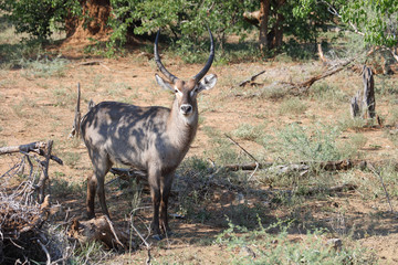 Wasserbock / Waterbuck / Kobus ellipsiprymnus