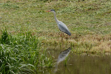 A heron on the waterside