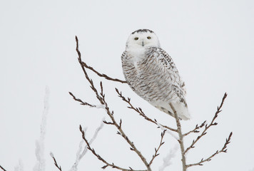 Snowy owl in the winter