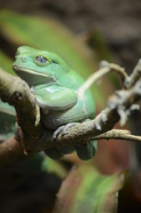 Green Tree Frog