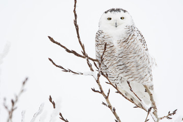 Snowy owl in the winter