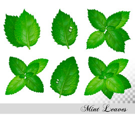 Collection of fresh mint and melissa leaves. Vector set