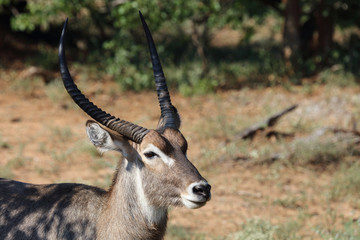 Wasserbock / Waterbuck / Kobus ellipsiprymnus