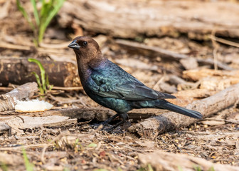 Obraz premium A beautiful male brown-headed cowbird walking on the forest floor. 