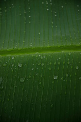 Macro water drops on leaf