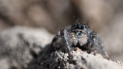 Bold Jumper