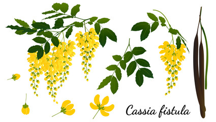 Cassia fistula  isolated on white background.