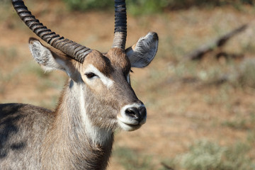Wasserbock / Waterbuck / Kobus ellipsiprymnus