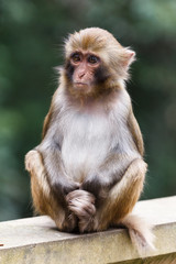Little macaque baby monkey