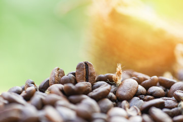 Roasted coffee beans in sack / Closeup macro of coffee beans on wooden and green nature sunlight background
