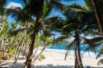 Fototapeta na wymiar Plenty of palms at sandy Seychelles beach