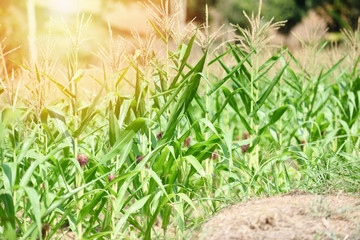 Plantation corn field with corn tree grow in farm agriculture area with sunlight