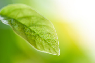 Natural green leaf on blurred sunlight  background in garden ecology fresh leaves tree close up beautiful plant