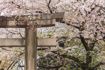 Beautiful sakura cherry blossom in Ueno park, spring season at Tokyo, Japan