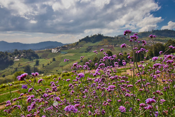 Field with Flowers in the cloud Mountains of Mae raem, Chiang Mai 
