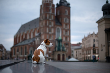 Little Jack Russell Terrier in the city. Pet for a walk in the city. Dog Journey. healthy lifestyle