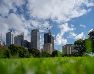 Fototapeta premium Sydney high towers in green park