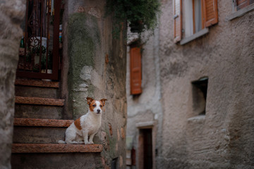 Little Jack Russell Terrier in the city. Pet for a walk in the city. Dog Journey. healthy lifestyle