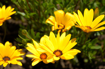 ディモルフォセカ