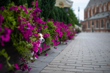 Obraz premium Little Jack Russell Terrier in the city. Pet for a walk in the city. Dog Journey. healthy lifestyle