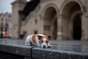 Little Jack Russell Terrier in the city. Pet for a walk in the city. Dog Journey. healthy lifestyle