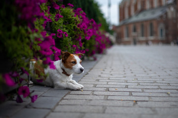 Little Jack Russell Terrier in the city. Pet for a walk in the city. Dog Journey. healthy lifestyle