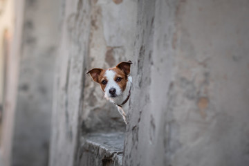 Little Jack Russell Terrier in the city. Pet for a walk in the city. Dog Journey. healthy lifestyle