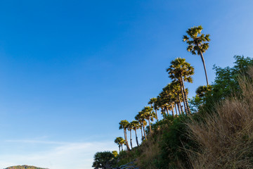Obraz na płótnie Canvas Sea coastline island with palm tree blue sky