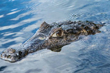 Venezuela　nature　alligator