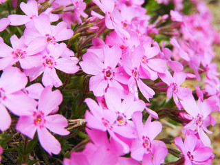 Pink mosses (Shibazakura)
