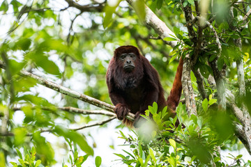 Venezuela　nature　monkey