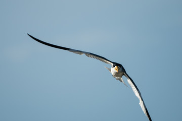 Fototapeta na wymiar Venezuela　nature　bird