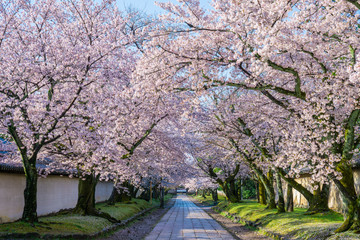 京都　醍醐寺の参道と桜