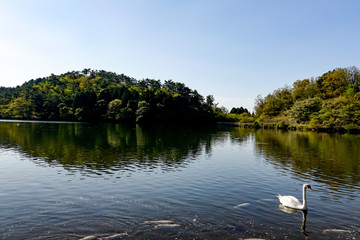 志高湖　白鳥