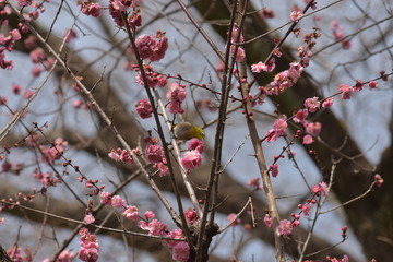 梅とメジロ