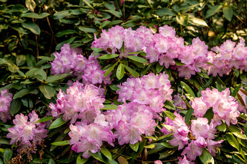 長安寺のシャクナゲ