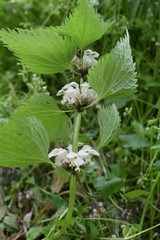 White dead nettle (Lamium album)