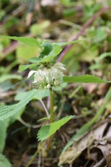 White dead nettle (Lamium album)