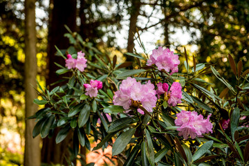 長安寺のシャクナゲ