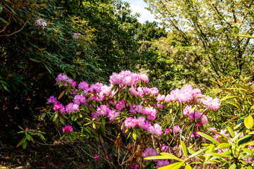 長安寺のシャクナゲ