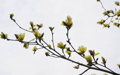 Magnolia blossom. Beautiful yellow flowering magnolia close up. Chinese Magnolia denudata Yellow River ('Fei Huang') with big delicate yellow flowers.