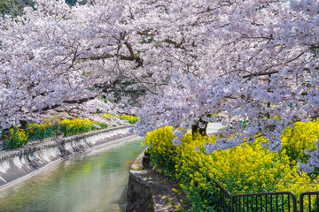Obraz na płótnie Canvas 京都　山城疎水の桜と菜の花