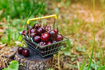 Mini shopping basket full of fresh red ripe cherries on green background