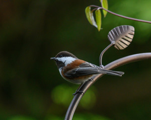 Mountain Chickadee