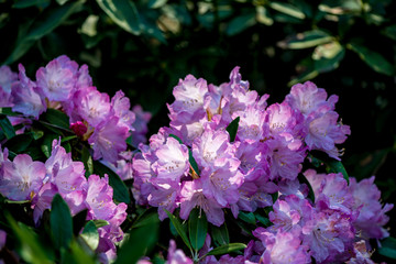 長安寺のシャクナゲ